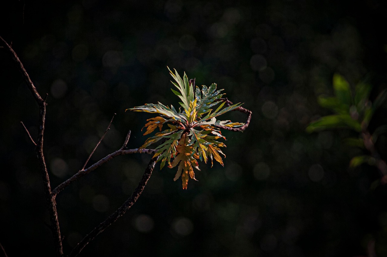 树叶 枝杈 植物 - Pixabay上的免费照片