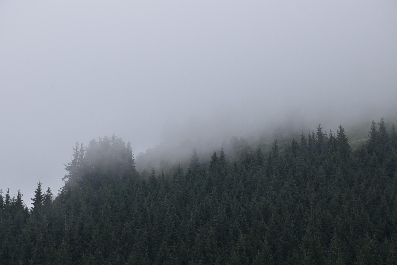多雾路段 山 树木 - Pixabay上的免费照片 - Pixabay