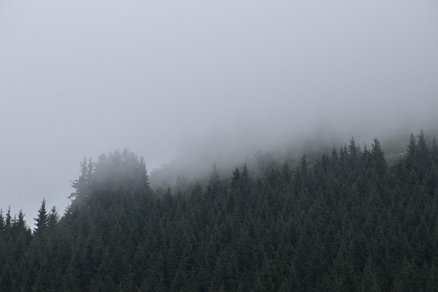 Névoa, Montanhas, Arvores, Natureza