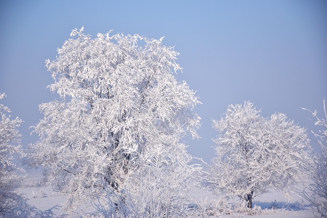 Inverno, Arvores, Neve, Geada, Frio