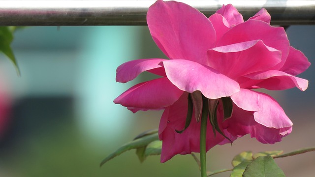 Blume, Blüte, Pinke Rose, Blütenblätter