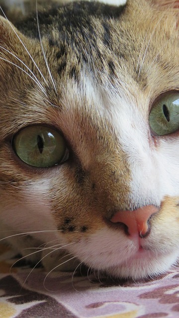 Katze, Cat'S Eye, Tier, Haustier