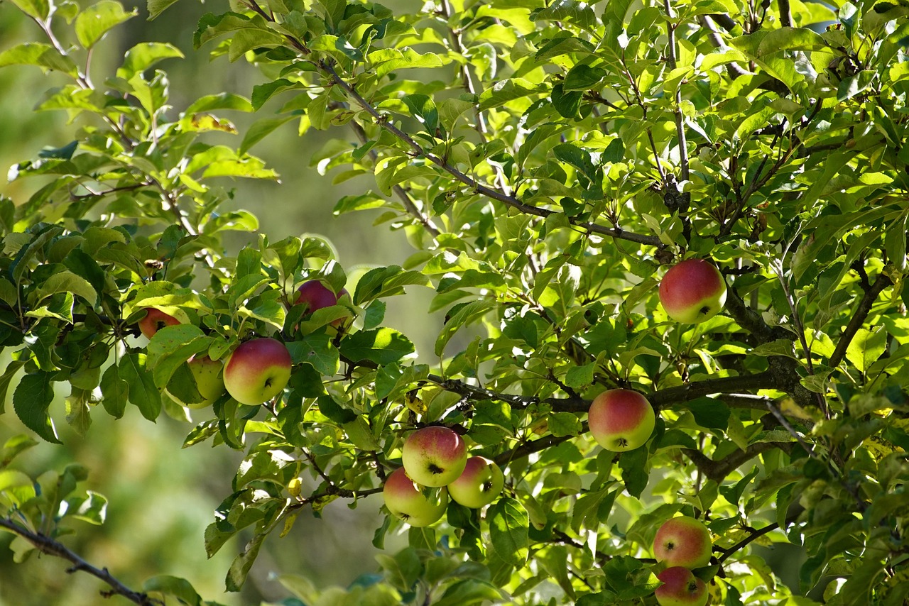 Apples Fruits Food Free photo on Pixabay Pixabay