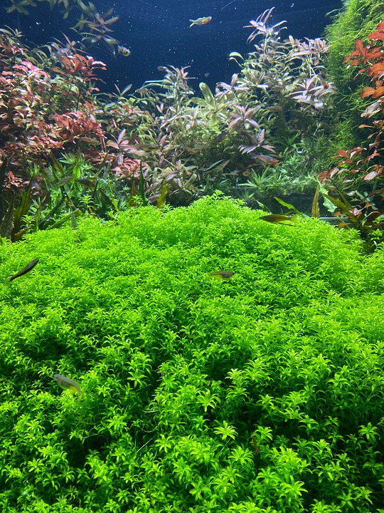 Aquarium Fish Seaweed - Free photo on Pixabay - Pixabay