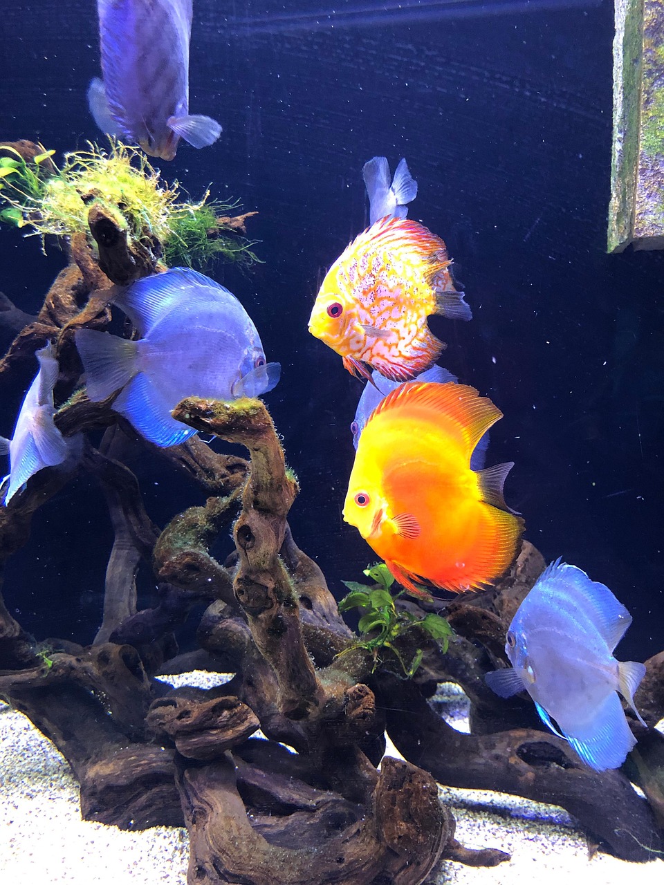 鱼 水族馆 水下鱼 - Pixabay上的免费照片 - Pixabay