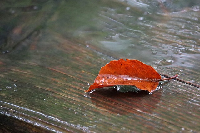 Nature Feuille Pluie - Photo gratuite sur Pixabay