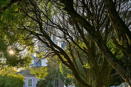 Free Trees Hd Wallpaper photo and picture