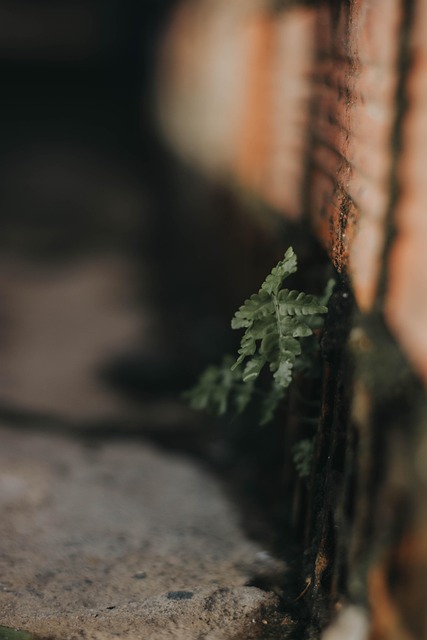 Free Growth Plants photo and picture