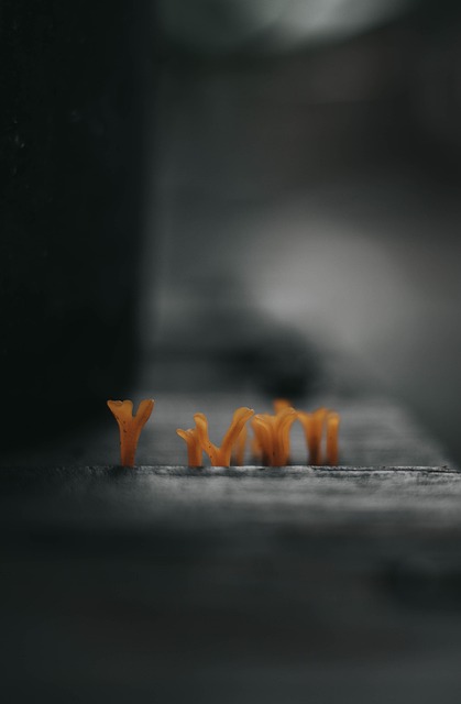 Free Mushrooms Forest photo and picture