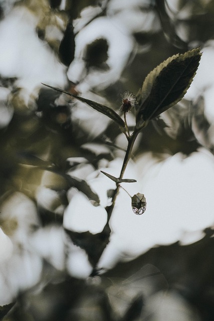 Free Country Tree photo and picture