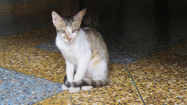 Kätzchen, Haustier, Katze, Niedlich