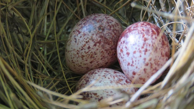Vogeleier, Nest, Vogelnest, Natur, Eier