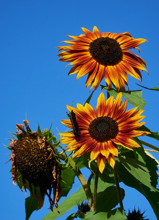 Sunflowers Yellow Flowers Garden Free photo on Pixabay Pixabay