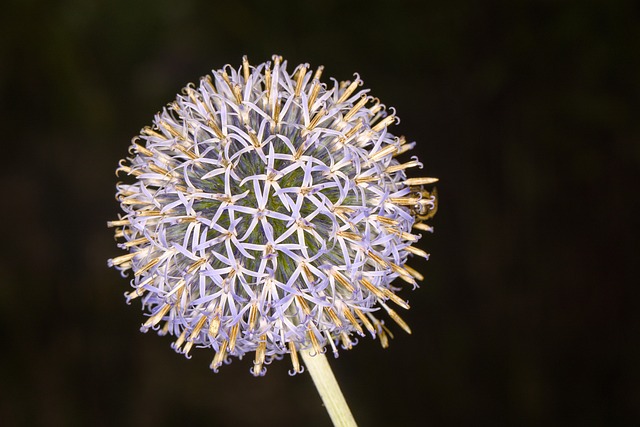 Free Flower Ball Thistle photo and picture