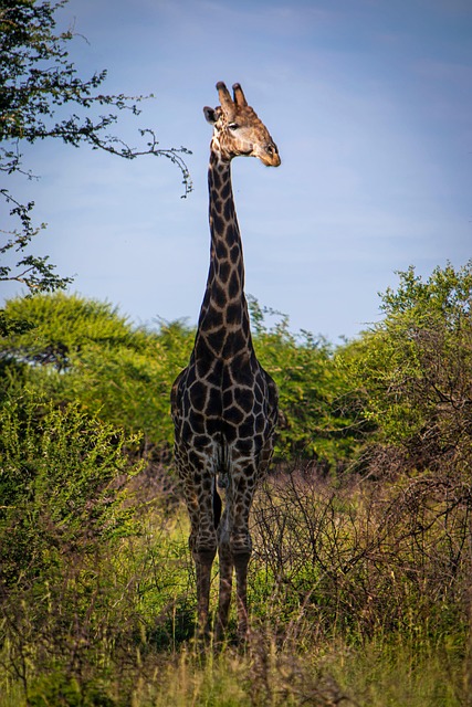 Free Giraffe Wildlife photo and picture