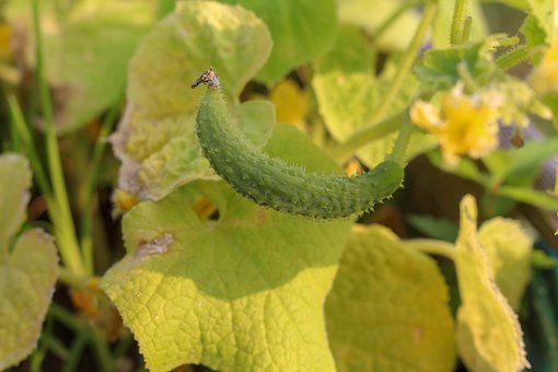 Free Cucumber Vegetable Garden photo and picture