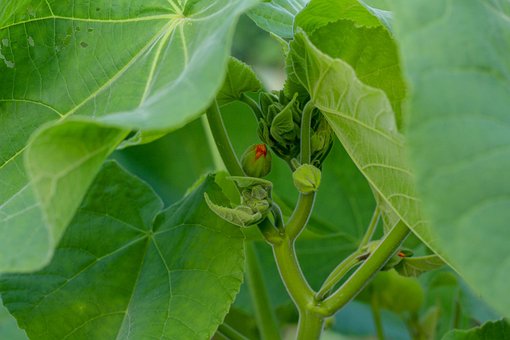 Free Garden Vegetable Garden photo and picture