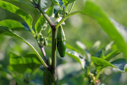 Free Jalapeno Pepper Vegetable photo and picture