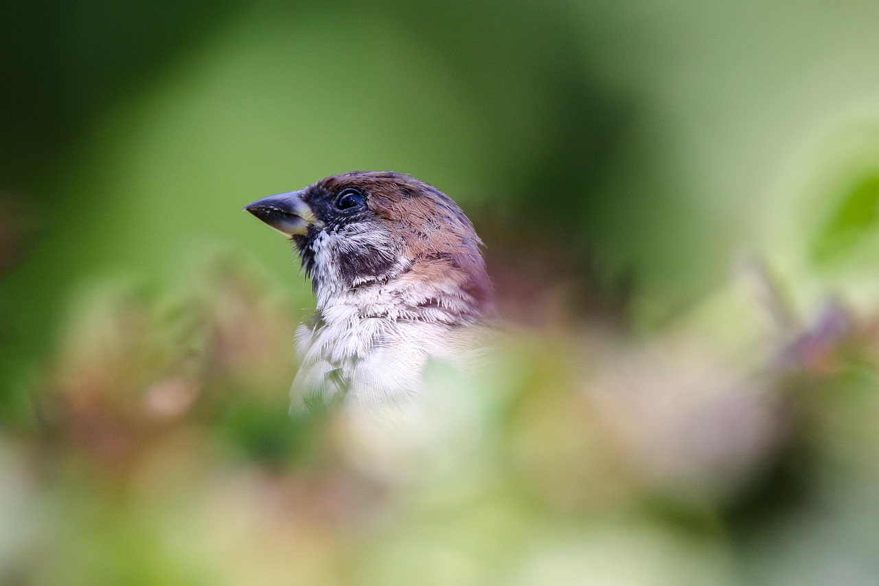 5,000 + 무료 참새 & 새 이미지 - Pixabay