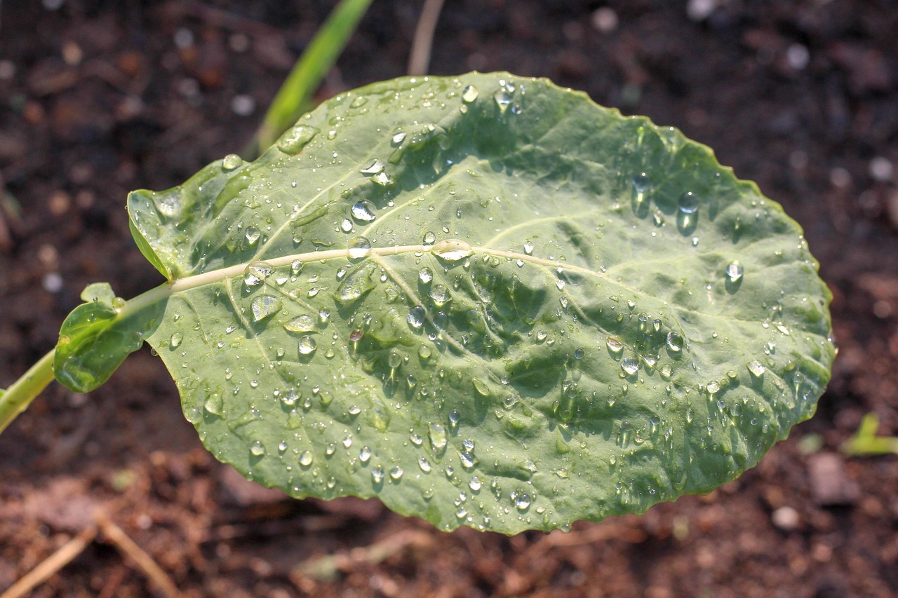 40,000+ Free Collard Greens & Nature Images - Pixabay