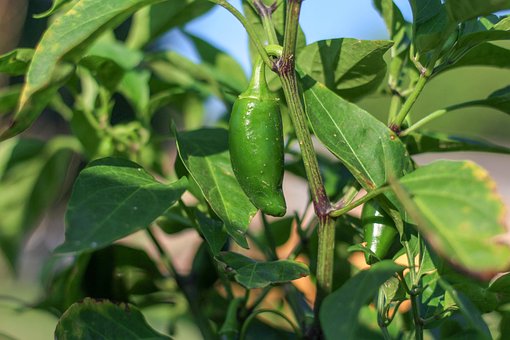 Free Garden Tips photo and picture