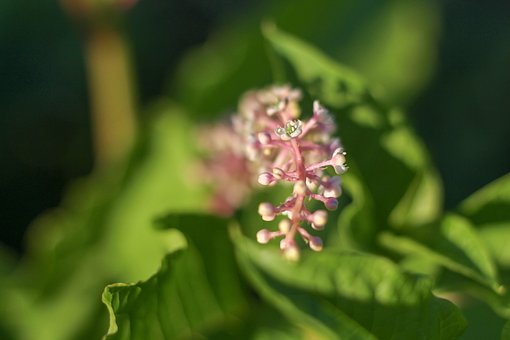 Free Garden Flower Buds photo and picture