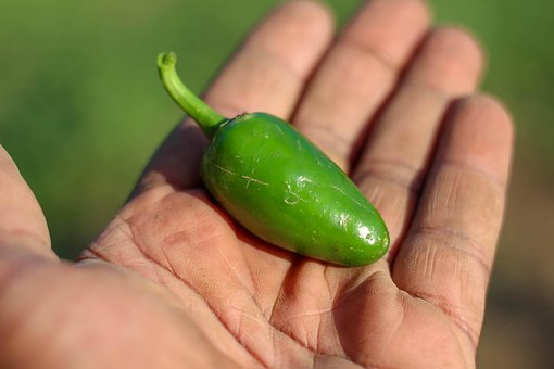 Free Green Pepper Vegetable photo and picture