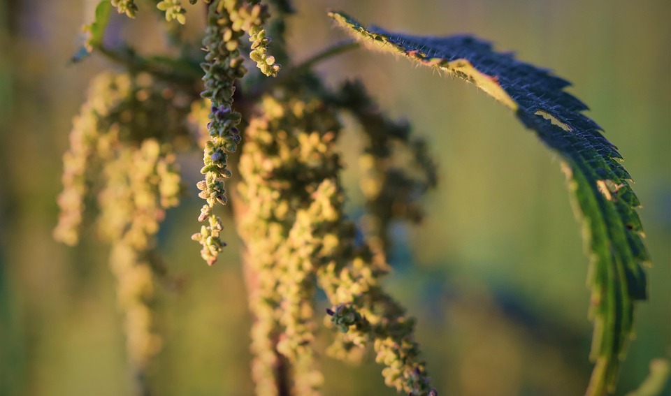 荨麻 种子 植物 - Pixabay上的免费照片 - Pixabay