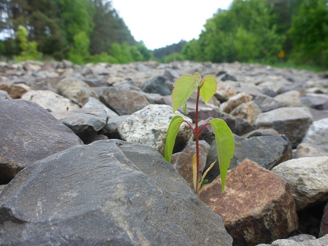 Free Plant Leaves photo and picture