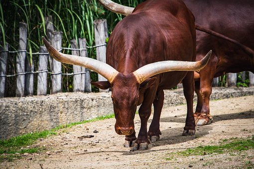 8以上の無料watusi Cattle 牛画像