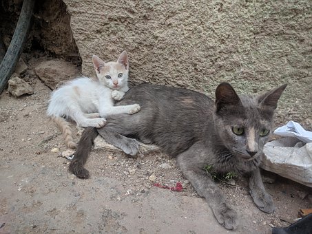 Pisică, Kitty, Pisoi, Bebelus, Mamifer