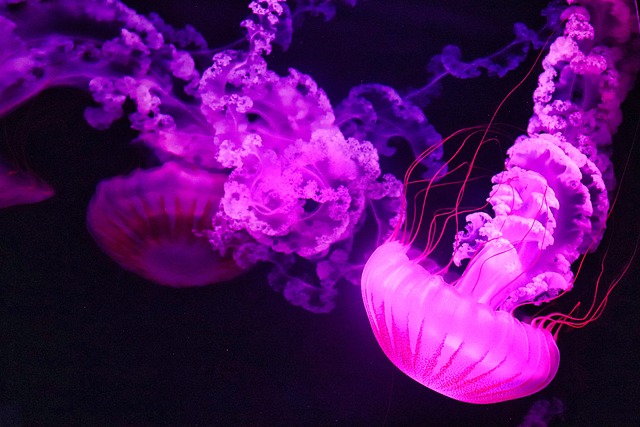 Plus De 1 000 Images De Meduse Et De M duse Pixabay
