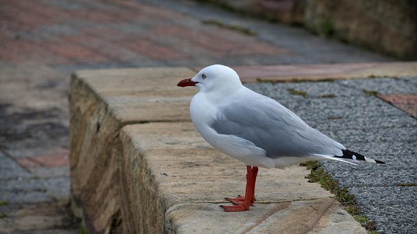 Free Gull Seagull photo and picture