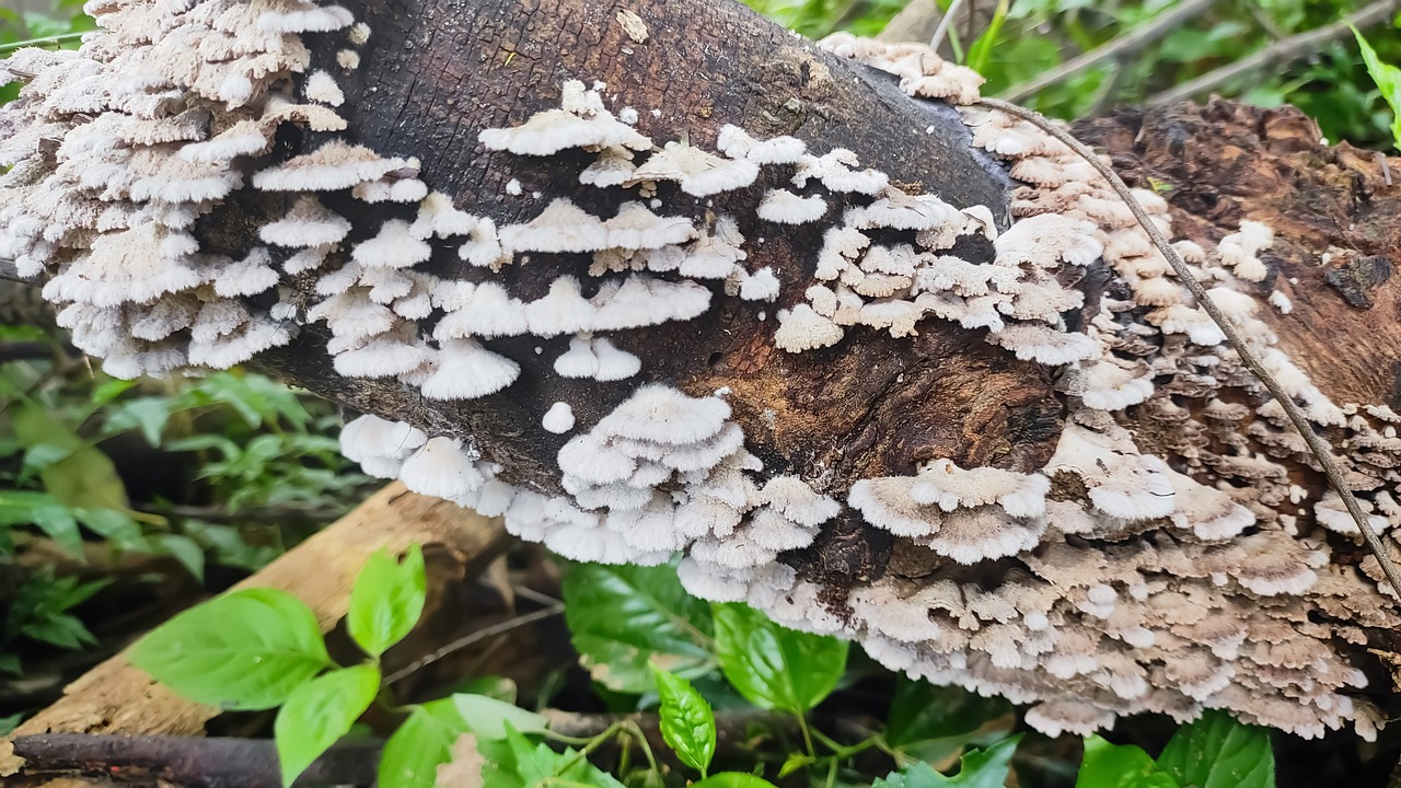 Mycological Maps Mycology Nature Forest - Free photo on Pixabay - Pixabay