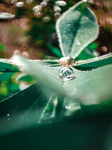 Verde, Water, Frunze, Rouă, Nature
