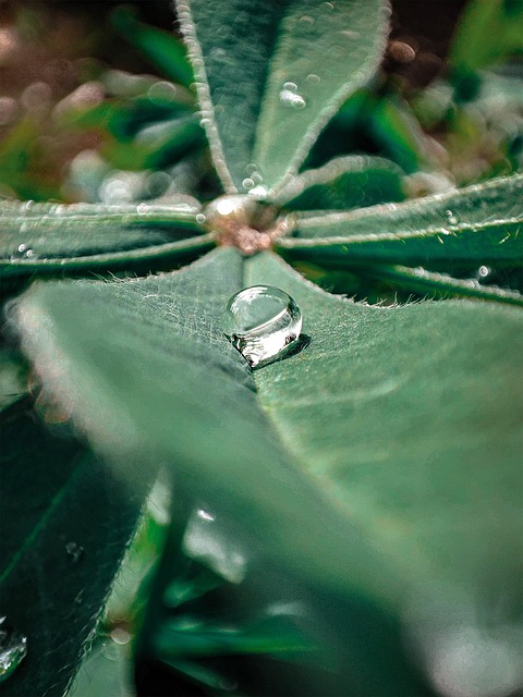 Verde, Water, Frunze, Rouă, Nature
