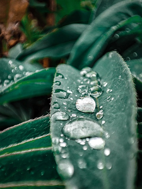 Verde, Water, Frunze, Rouă, Nature