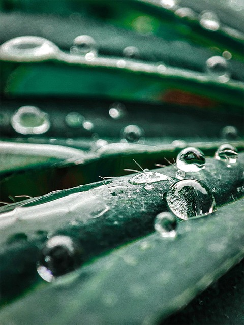 Verde, Water, Frunze, Rouă, Nature