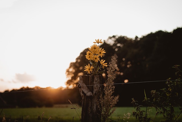 Zonsondergang, Paaltje, Bloemen