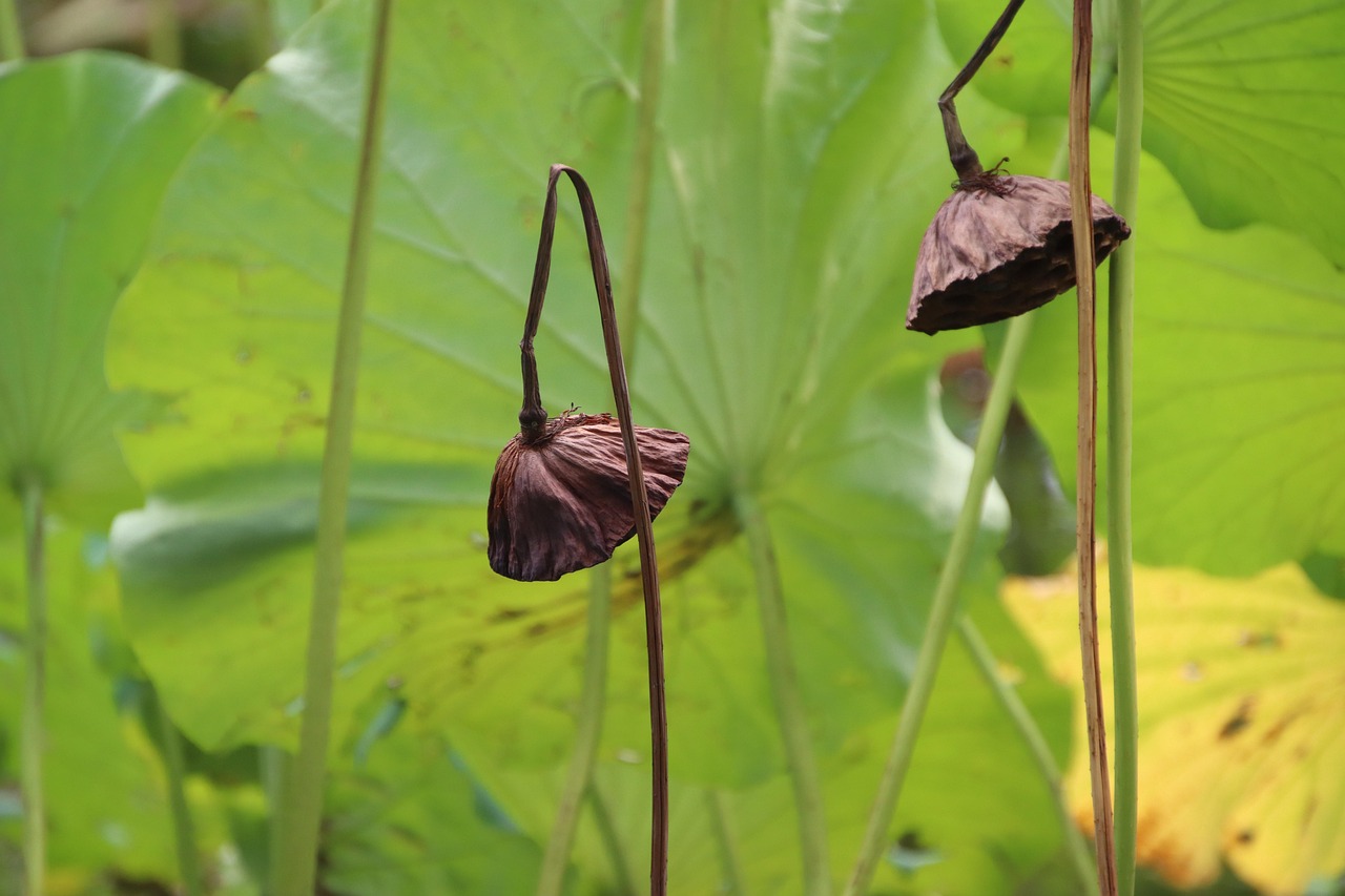 Lotus Dried Seed Pod - Free photo on Pixabay - Pixabay