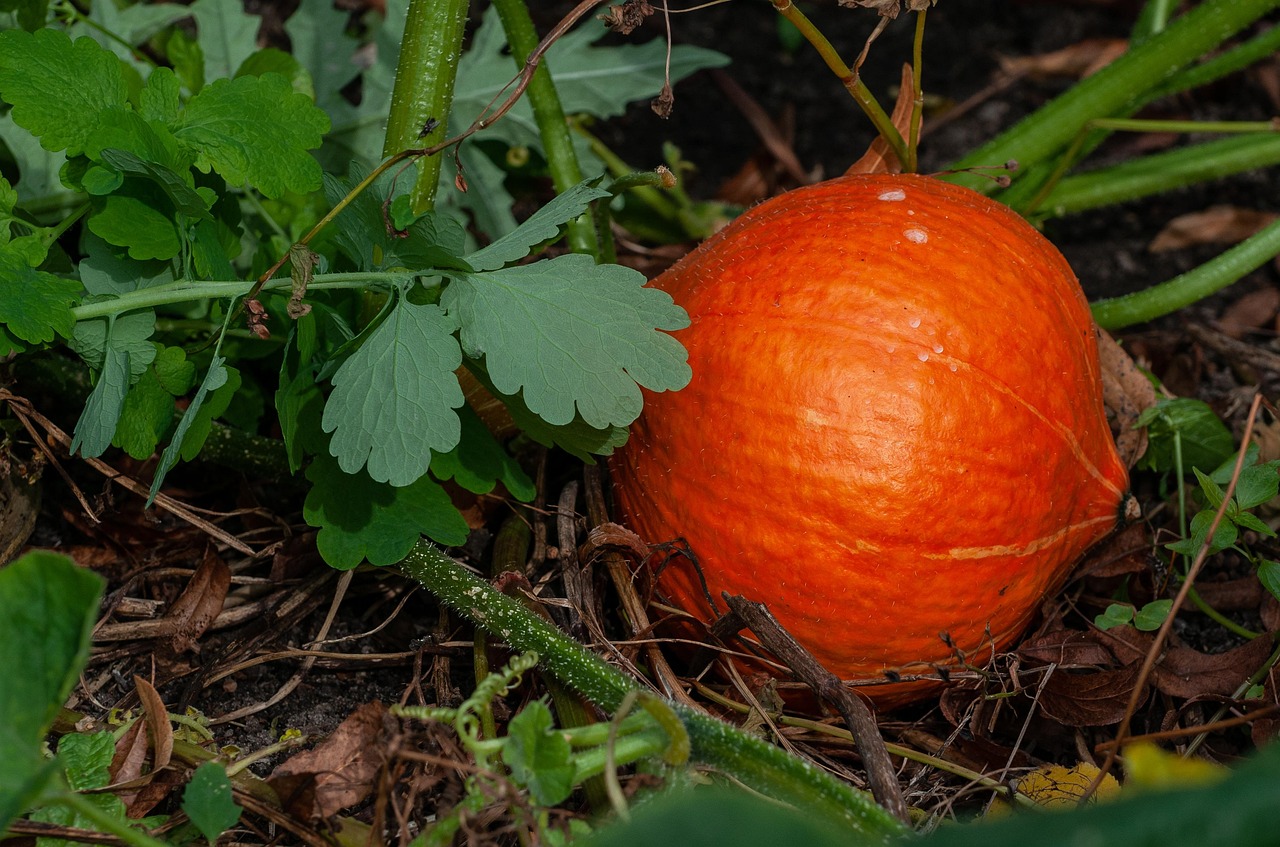 Hokkaido Pumpkin Squash Plant Red Free Photo On Pixabay Pixabay Hokkaido Pumpkin Squash Plant Red Free Photo On Pixabay Pixabay