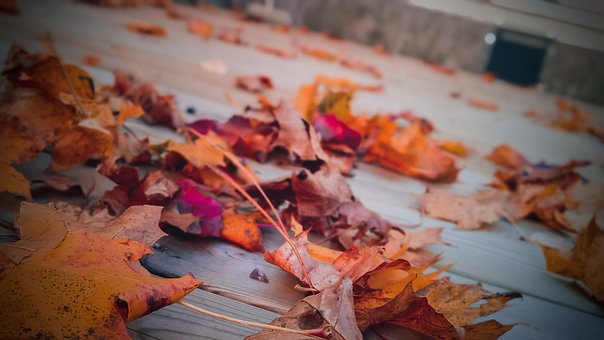 Rk, Imagen, Otoño, Naturaleza, Follaje