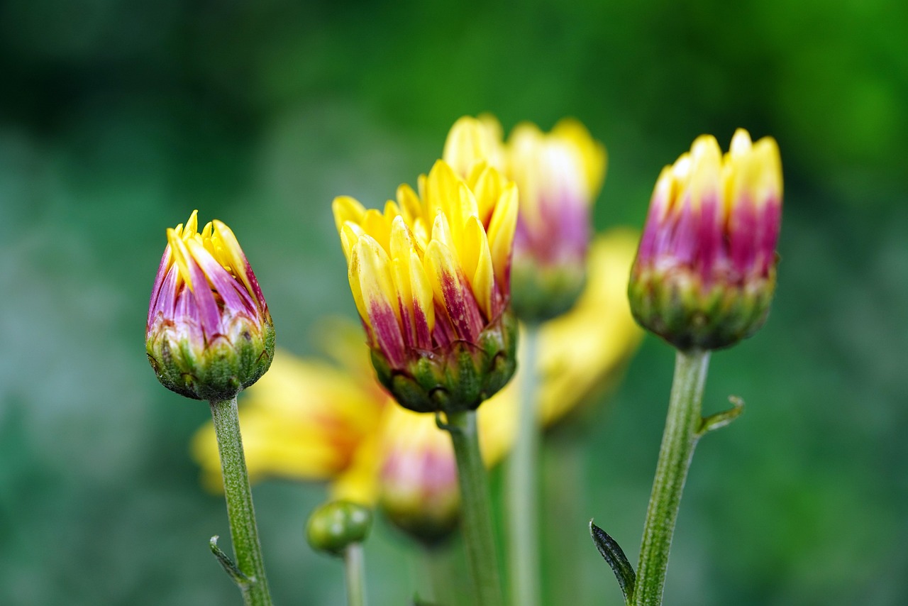 菊 フラワーズ つぼみ - Pixabayの無料写真 - Pixabay
