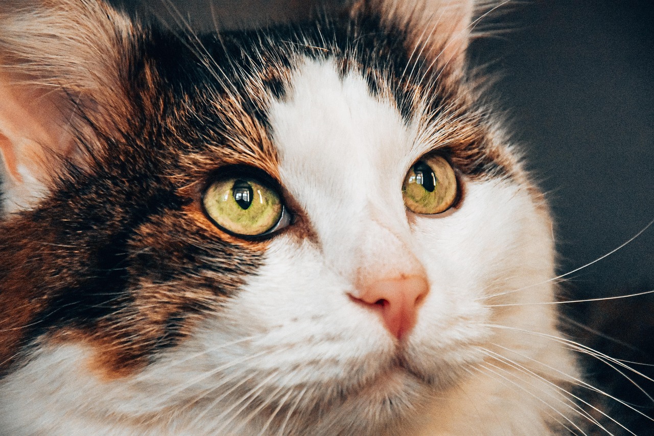 50000以上の無料4K Wallpaper Cat&4K壁紙画像 - Pixabay