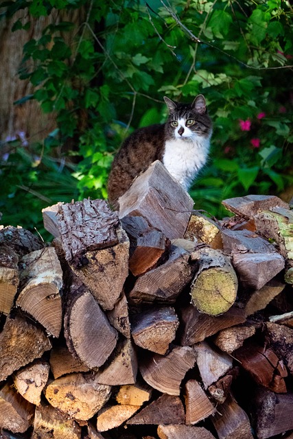 Free Cat Firewoods photo and picture
