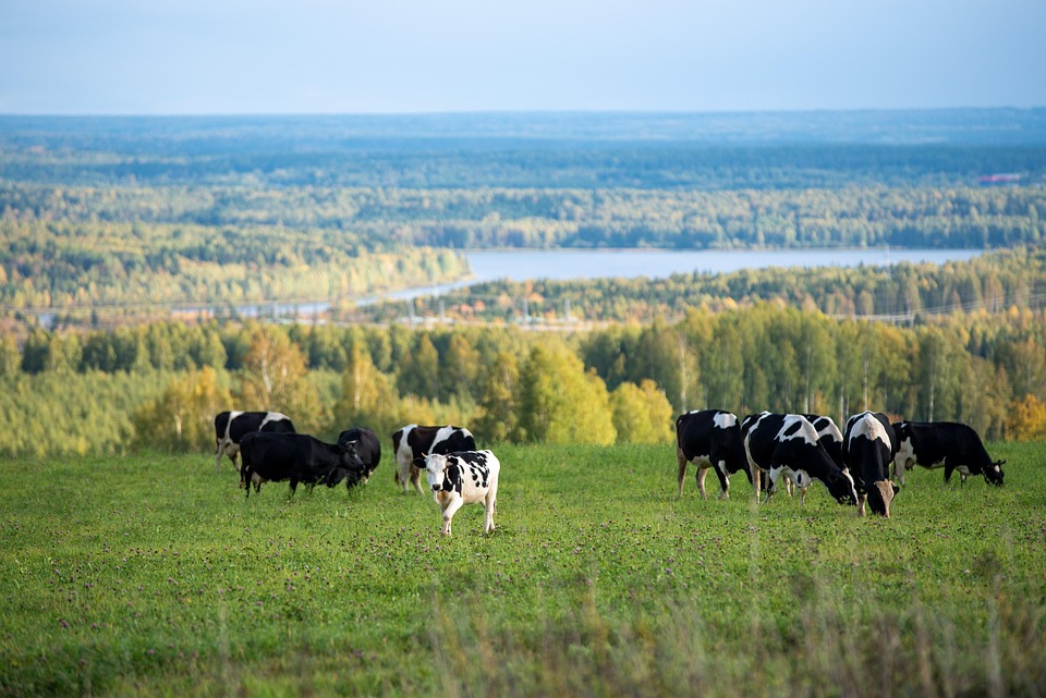Cows Cattles Livestock - Free photo on Pixabay