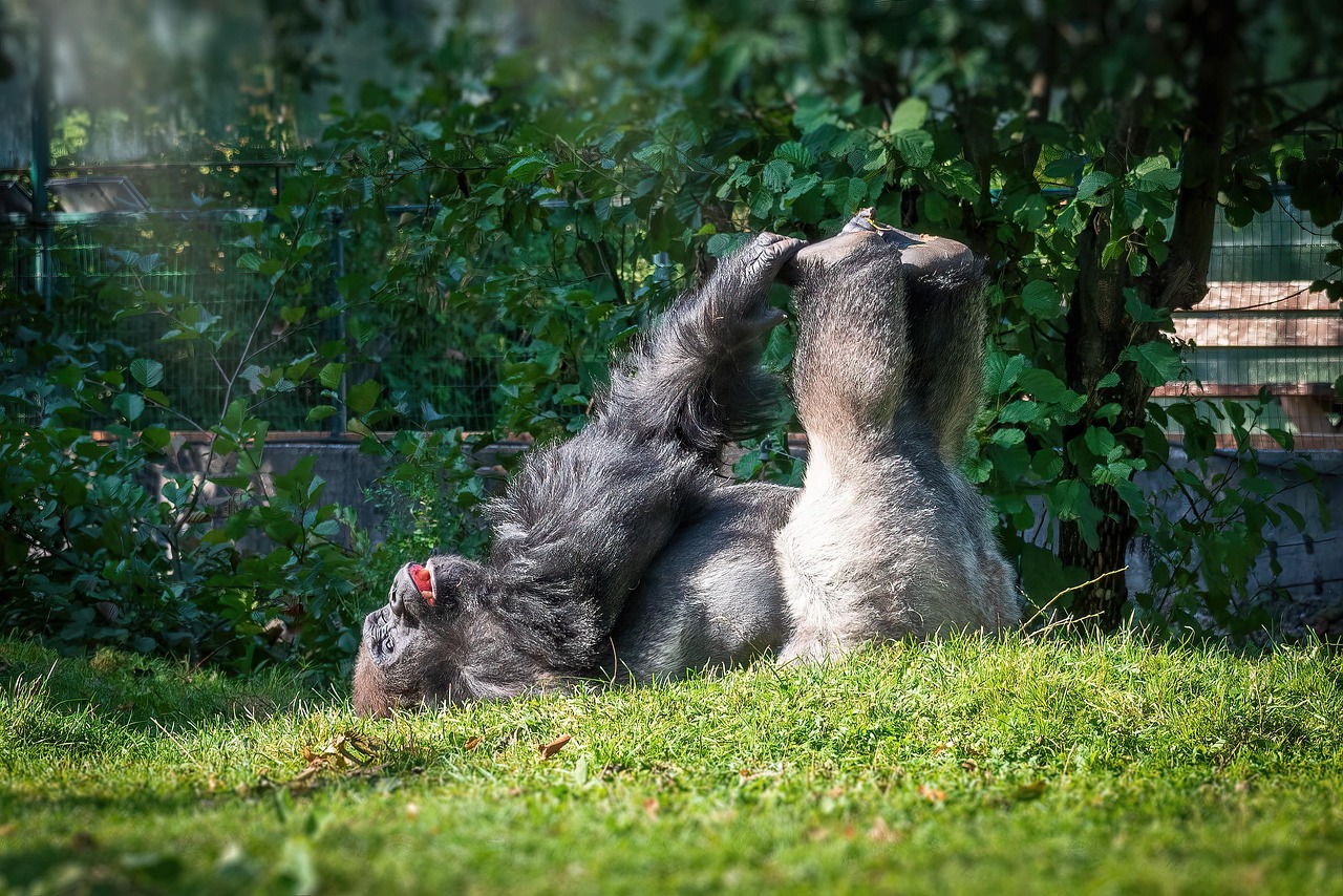 Gorilla - free online jigsaw puzzle photo