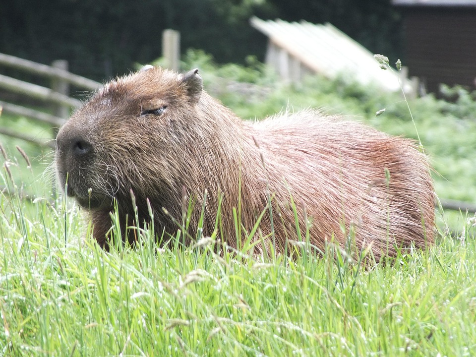 Capybara With Rondo Capybara Mammal Rodent - Free photo on Pixabay - Pixabay