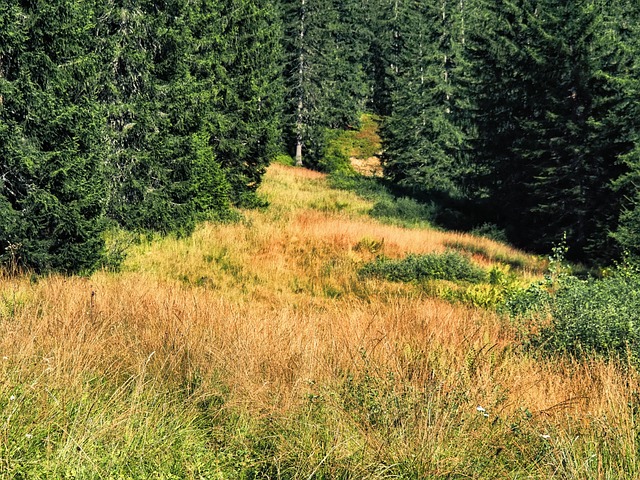 Montaña, Naturaleza, Prado, Paisaje