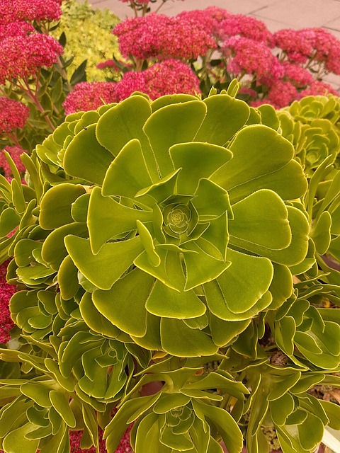 Free Plant Flower photo and picture